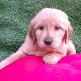 Amber - Dark golden female Golden Retriever puppy in Salem, Oregon from Oregon Rose Goldens