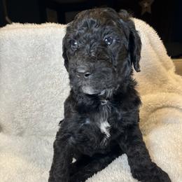 Garland - Black and white male Bernedoodle puppy in Greenville, South Carolina from Halo BerneDo