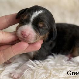 Mossy- green collar boy - Tri-color male Bernedoodle puppy in Colorado Springs, Colorado from Mercy Mountain Bernedoodles