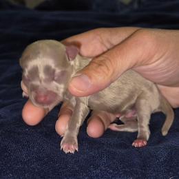Lavender male - Silver male Chihuahua puppy in Newark, Ohio from Gemini Kennels