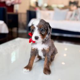 Misty-Pokémon Character - Merle female Bernedoodle puppy in Ontario, California from Teddy Doodles & Standard Poodles