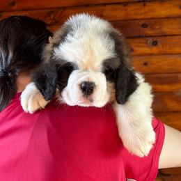 Lime Collar - Brown and white male Saint Bernard puppy in New York from Johnson Farms