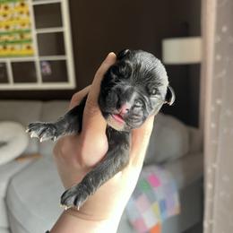 Girl 4 - Brindle female Boxer puppy in Henderson, Tennessee from Vom Broadvalley