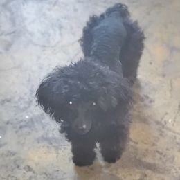 Zelda - Poodle