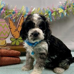 Bernedoodles, Cavapoos, Cockapoos, and Poodles from Cavapoo Acres