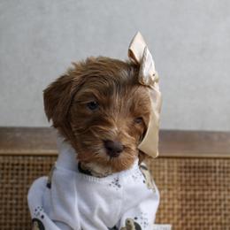 Merry - Red  female Goldendoodle puppy in Warsaw, Ohio from Lovabledoodles