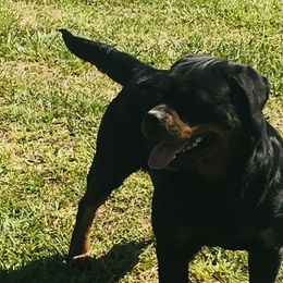 Rottweilers from Larden Rotties