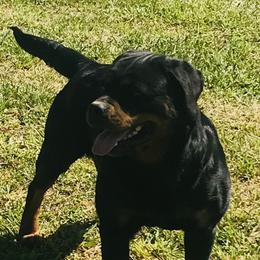 Rottweilers from Larden Rotties