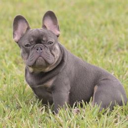 Nikkie - French Bulldog