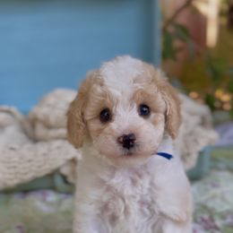 Cash - Blenheim male Cavapoo puppy in Arlington, Texas from Van Haselen Poodles and Doodles