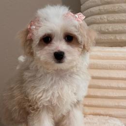 Ruby - Cream female Maltipoo puppy in Bakersfield, California from Silvia's Maltipoos
