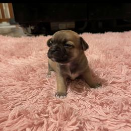 Georgia - Black sabled fawn female Chihuahua puppy in Harlan, Iowa from Home Grown Chihuahuas From Iowa
