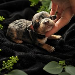 Moss - Merle male Cavapoo puppy in Battle Lake, Minnesota from Panda Puppies