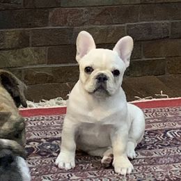 Bulldog and French Bulldog Puppies from Jagster’s Bulldogs