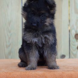 Twix - Black and red female German Shepherd puppy in Middlesex, North Carolina from Ace of Hearts K9’s