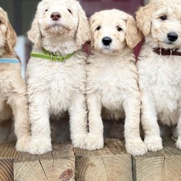 Goldendoodles and Pyredoodles from Sweet Dixie Doodles