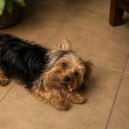Maltese and Yorkshire Terrier Puppies from Teacup Yorkie Love