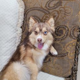 Buttercup - Pomsky