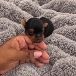 Sir Versoix - Black and tan male Yorkshire Terrier puppy in Queens, New York from The Dior Line