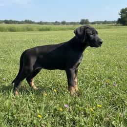 Obsidian - Black female Great Dane puppy in Florida from Beachside Kennels