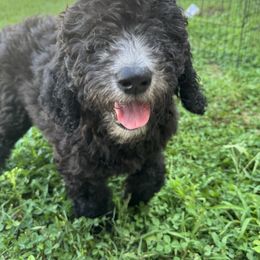 Queenie - Black female Goldendoodle puppy in Bedford, Indiana from Simply Doodles LLC