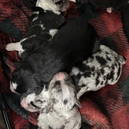 Miniature Australian Shepherds from Spur M Aussies