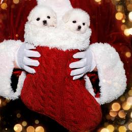 Shichon and Shih Tzu Puppies from Angie’s Teddy Bear Puppies Minnesota