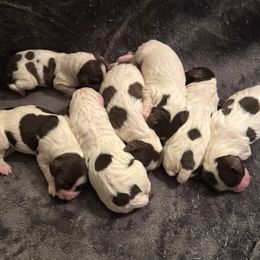 Puppy Girl 2 - White and liver female English Springer Spaniel puppy in Lynchburg, Virginia from Southern Springers