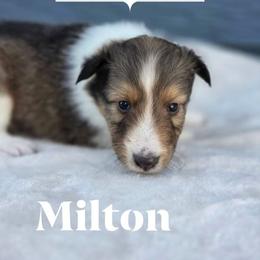 Milton - Sable and white male Shetland Sheepdog puppy in Gladbrook, Iowa from T Triple C Shelties