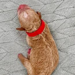 Everest - Apricot male Goldendoodle puppy in Lake Charles, Louisiana from Perfect Fit Poodles & Doodles