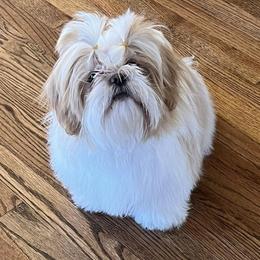 Butters - Shih Tzu