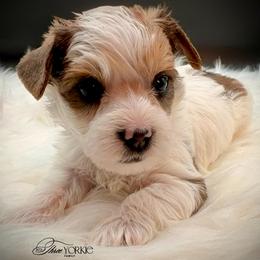 Boy 1 black - Parti male Yorkshire Terrier puppy in Machesney Park, Illinois from Three Yorkie Family