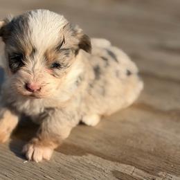 Boy 3 - Black and tan male Corgipoo puppy in Junction, Utah from Sugar Doodles