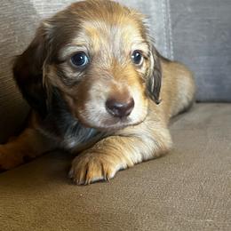 Tommy - Chocolate and tan male Dachshund puppy in Highland, California from BAES Teufelshunde