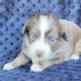 Boy 1 - Miniature Australian Shepherd puppy in Paris, Texas from Kuttin’ Up Mini Aussies