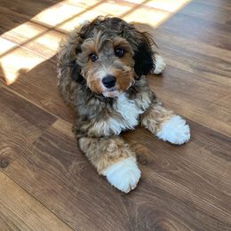Bernedoodle and Bernese Mountain Dog Puppies from Bernedoodle.do