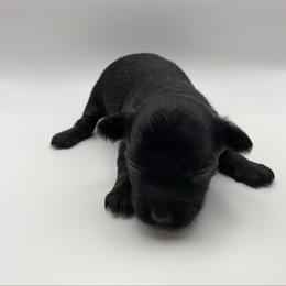 Hero - Black phantom male Aussiedoodle puppy in Knoxville, Tennessee from Legacy Farm