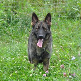 Remi - German Shepherd