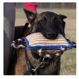 Twinky - Belgian Malinois
