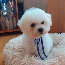 Pluto White Diamond Sofia - White male Bichon Frise puppy in Anza, California from Top Shepherd - Snow Angels Bichon Frisé, Maltise.