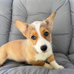 Lola - Sable female Pembroke Welsh Corgi puppy in Dobson, North Carolina from Clover S Farm