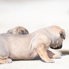 Darker fawn girl - Fawn female Perro de Presa Canario puppy in Leitchfield, Kentucky from Rey Gladiador Presa Canario