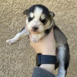 Love bug - Gray and white female Pomsky puppy in La Verne, California from Red Cedar Pomskies