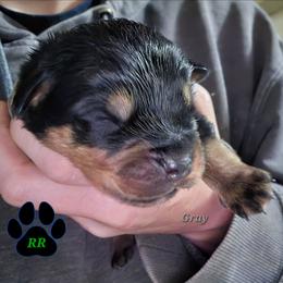 Grey - Black and mahogany male Rottweiler puppy in Tangent, Oregon from Raya's Royals