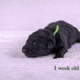 Green Collar - Black male German Shepherd puppy in Plumas Lake, California from Zwinger Vom Greifjäger