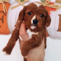 Maple - Red male Cavapoo puppy in Salt Lake City, Utah from SunnySide Mini Doodles