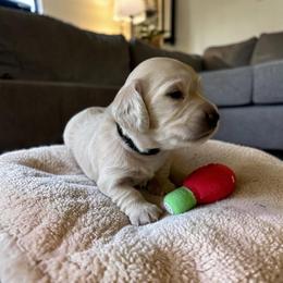 Gracie - Cream female Dachshund puppy in Trenton, Kentucky from Promise Land Puppies