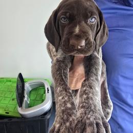 Luna - Liver roan female German Shorthaired Pointer puppy in Hardy, Virginia from Erica Jackson