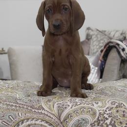 Light Pink Girl - Red female Redbone Coonhound puppy in Shreveport, Louisiana from BAFERD Kennels