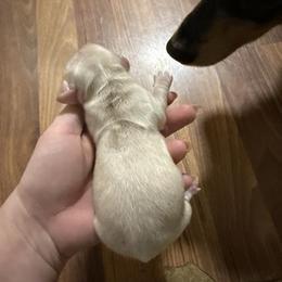 Boy 2 - Cream male Dachshund puppy in Booneville, Mississippi from Haley's Dachshunds